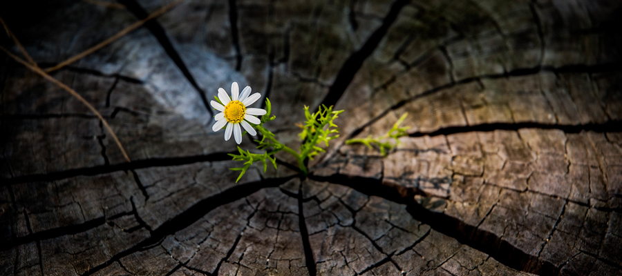 flower growing out of a tree stump