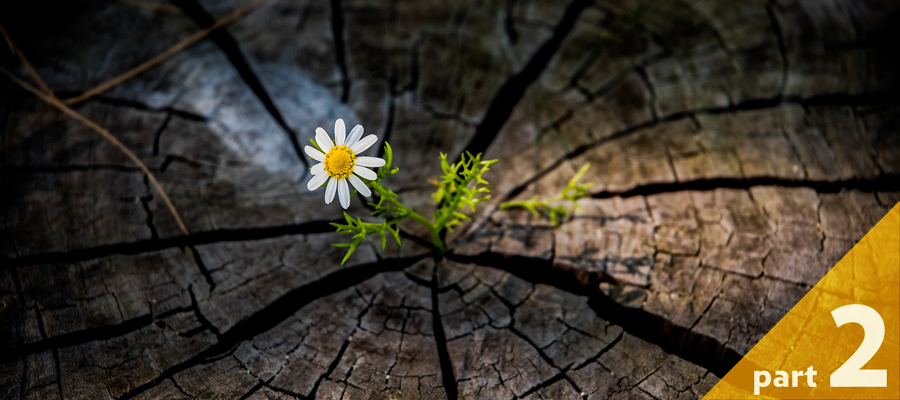 flower growing out of a tree stump