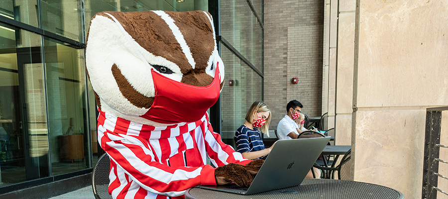 Bucky on laptop