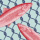 fish caught in a net