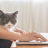 Person with cat on their lap working on a laptop
