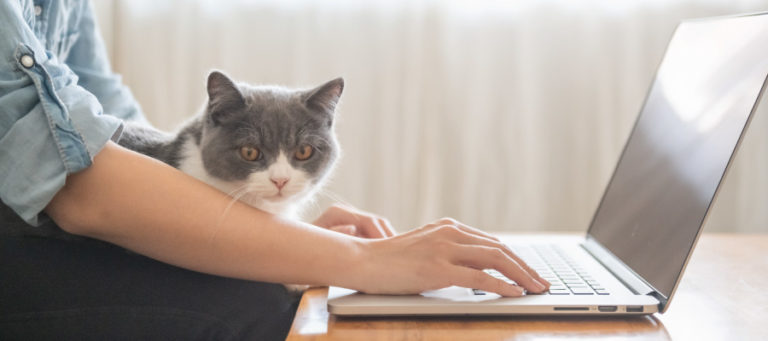 Person with cat on their lap working on a laptop